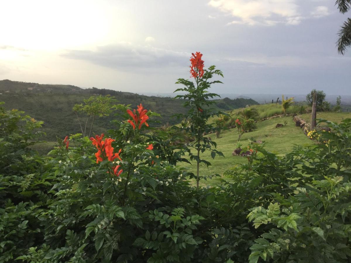 Hawk'S Nest Bed & Breakfast La Laguna de San Carlos Exterior foto